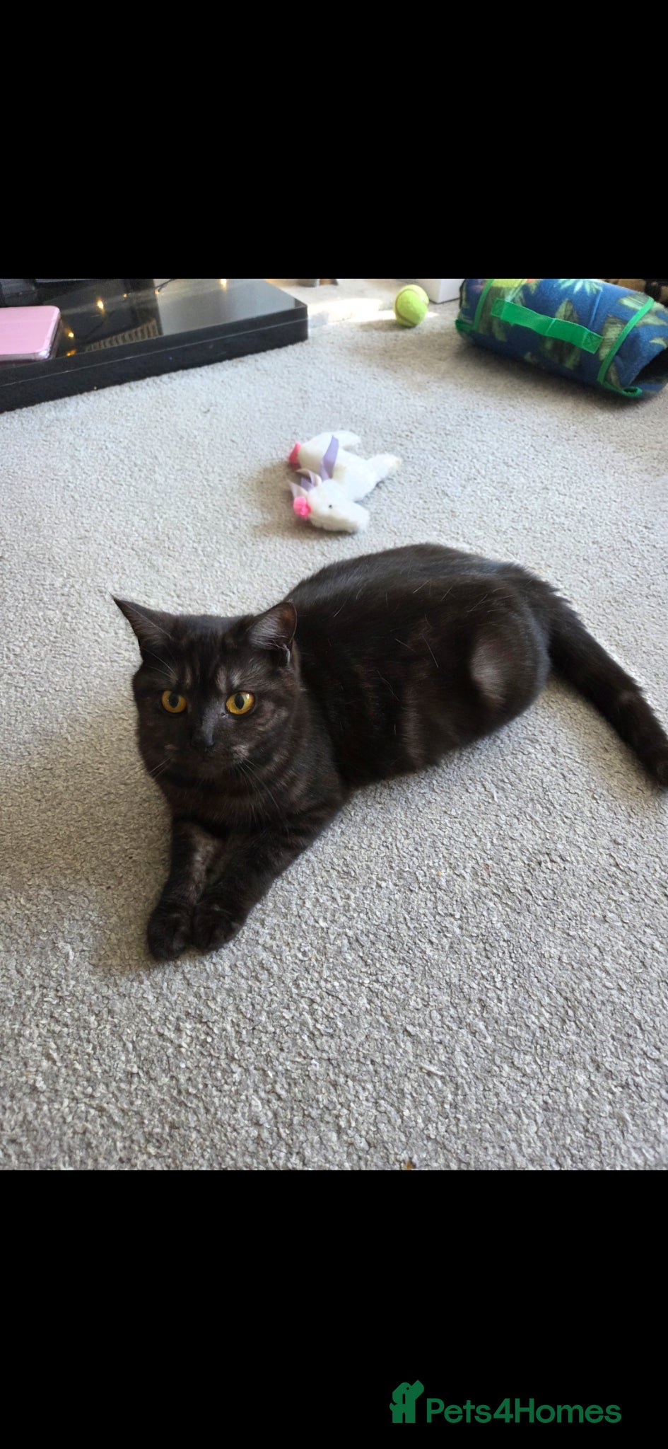 Mixed Breed cats for sale: Stunning kittens British shorthair  x maine coon - Advert 7