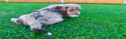 Cockapoo dogs for sale: Cockapoo Babies 🐾🐾🐾 - Advert 17