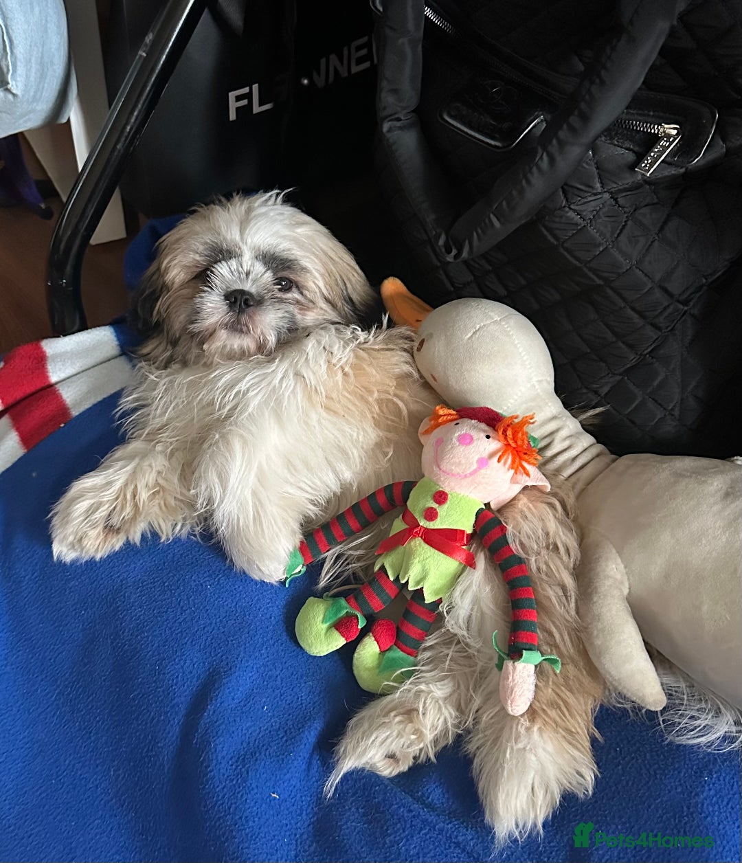 Shih Tzu dogs for sale: An incredibly handsome Shih Tzu male❤️ - Advert 5