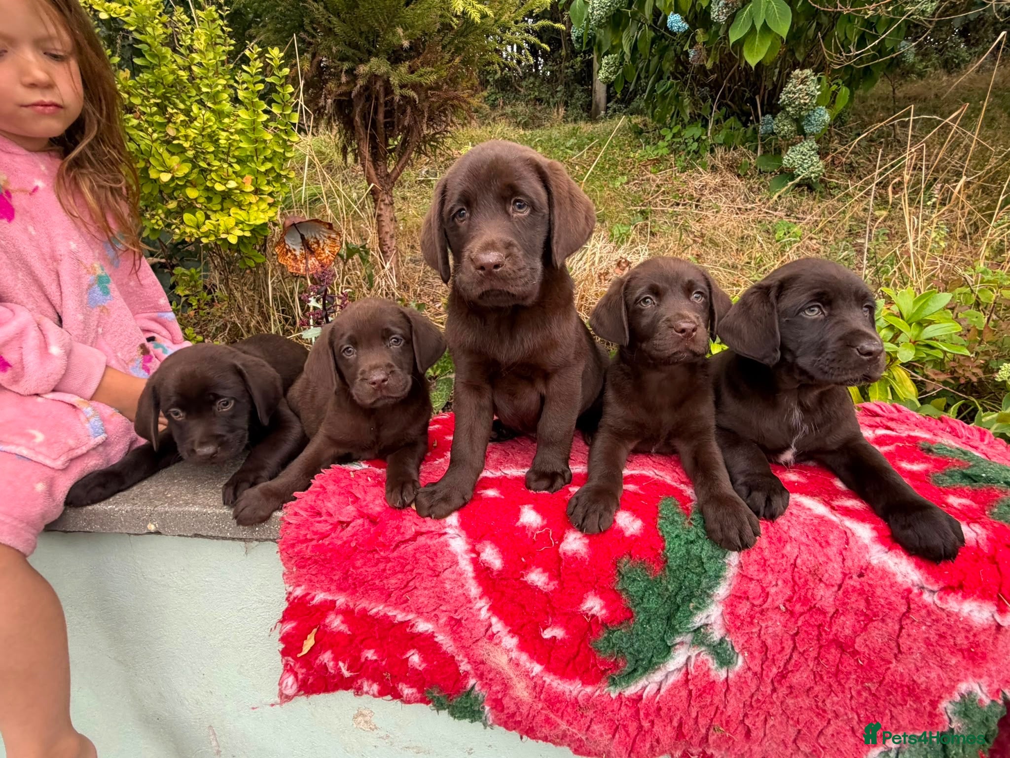 Labrador Retriever dogs Chocolate Extenively health Tested ready mon - Advert 1