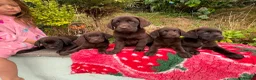Labrador Retriever dogs for sale: 2 girls available Extenively health Tested READY - Advert 2
