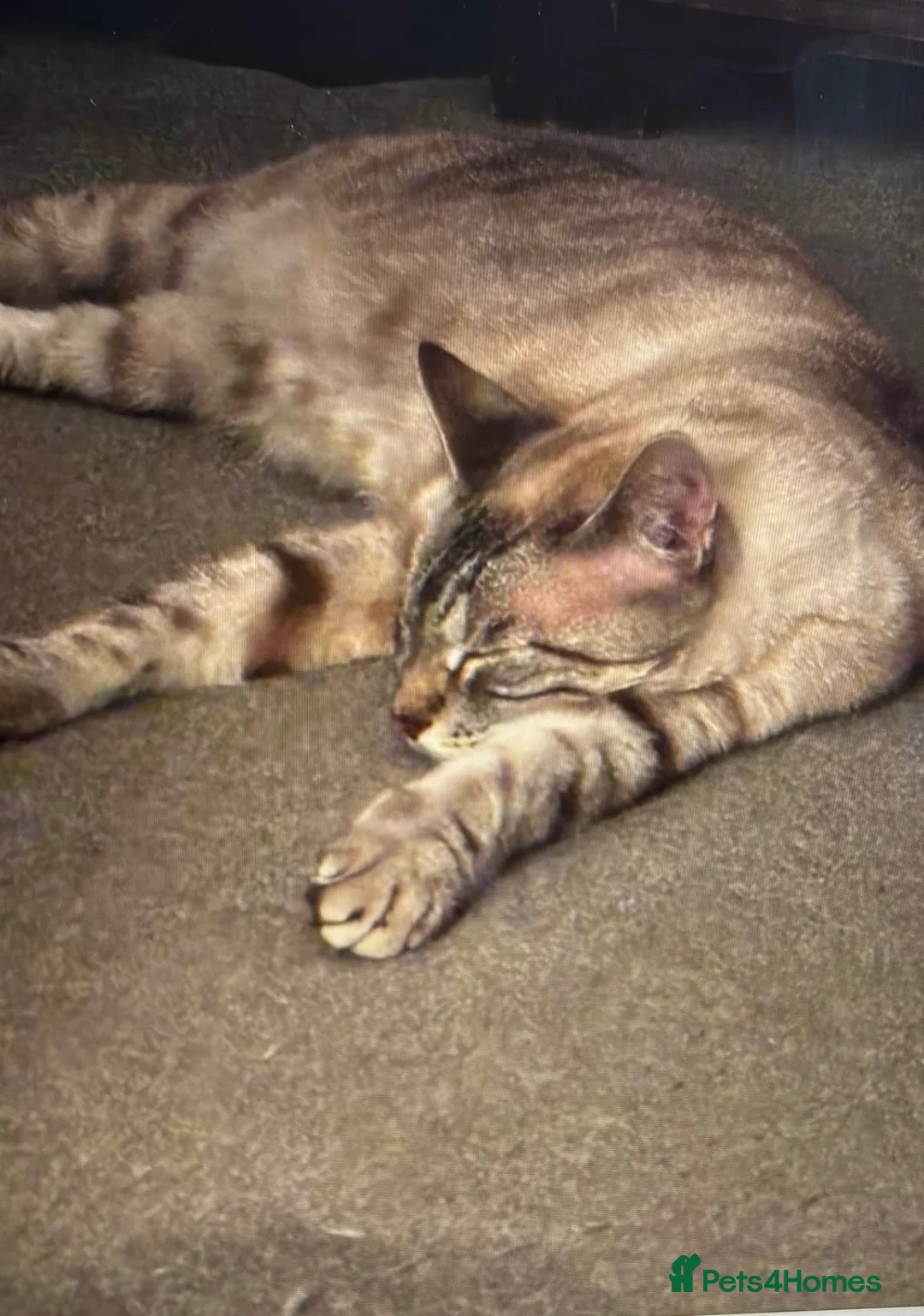 Bengal cats for sale: 8 year old male cat in Billingshurst - Advert 2