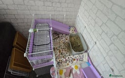 Guinea Pig rodents for sale: 2 bonded females - Image 1
