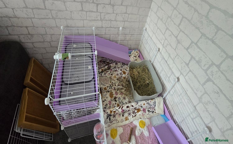 Guinea Pig rodents - Advert 16