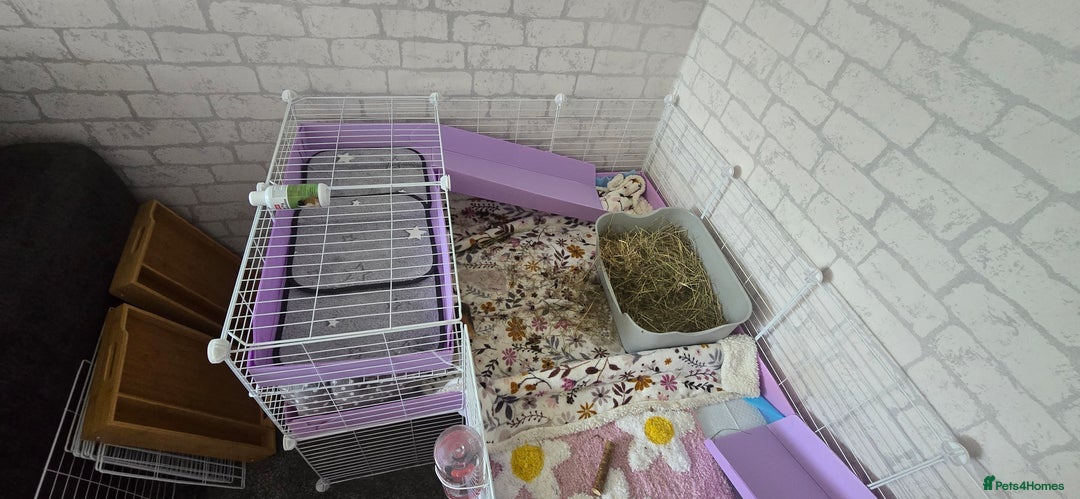 Guinea Pig rodents for sale: 2 bonded females - Image 1