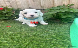 Bichon Frise dogs for sale: 6 Little puppies Bichon frise - Image 6