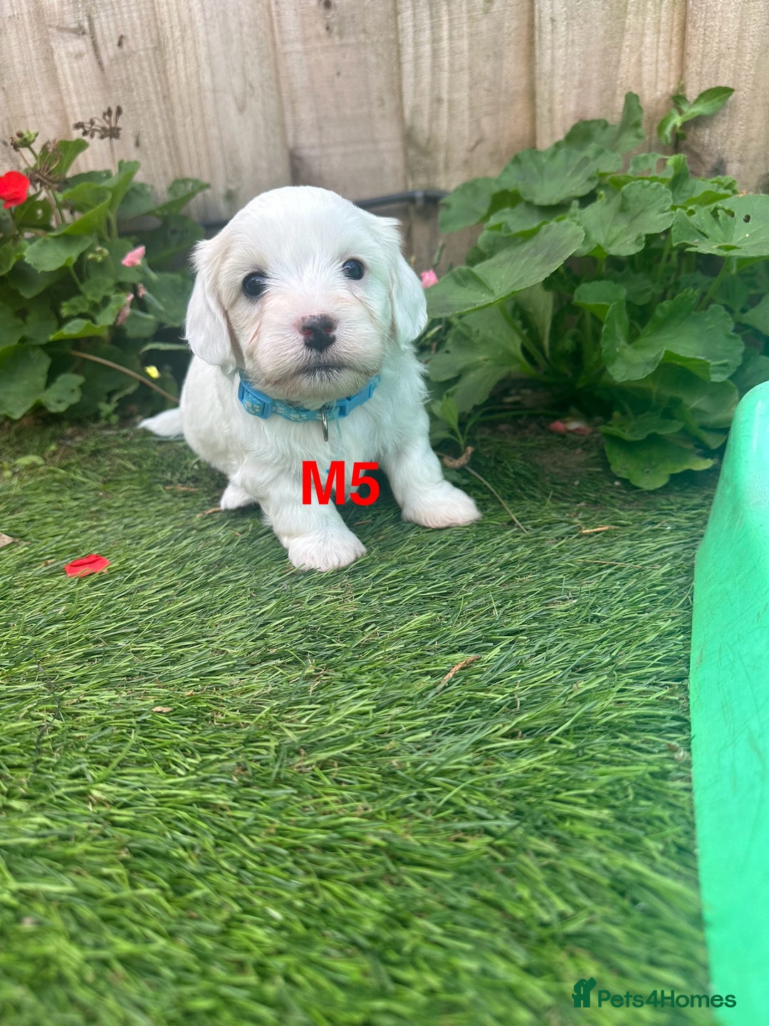 Bichon Frise dogs for sale: 6 Little puppies Bichon frise - Image 6