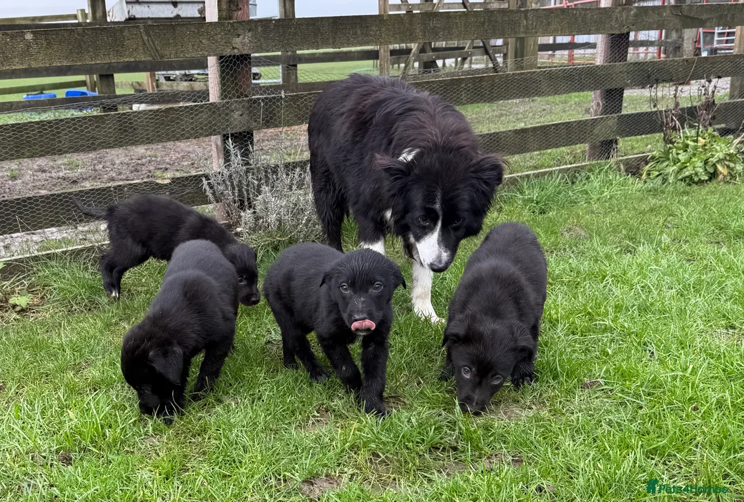 Borador dogs for sale: Fabulous vaccinated Collie x Labs  - Advert 1