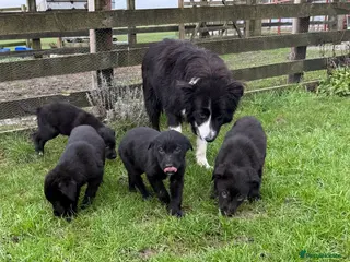 Borador dogs Fabulous vaccinated Collie x Labs - Advert 2