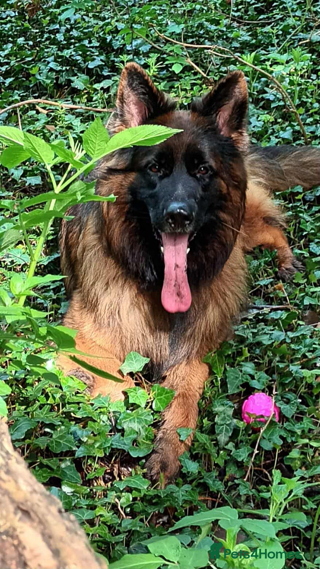 German Shepherd dogs for sale: KC. German shepherd puppies - Advert 17