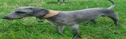 Mixed Breed dogs for sale: Whippet cross Bedlington Terrier  - Advert 2