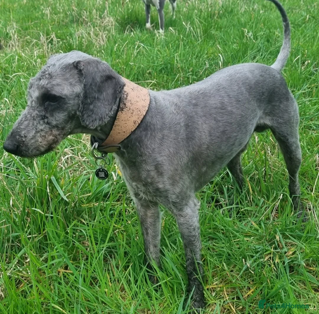 Mixed Breed dogs for sale: Whippet cross Bedlington Terrier  - Advert 2