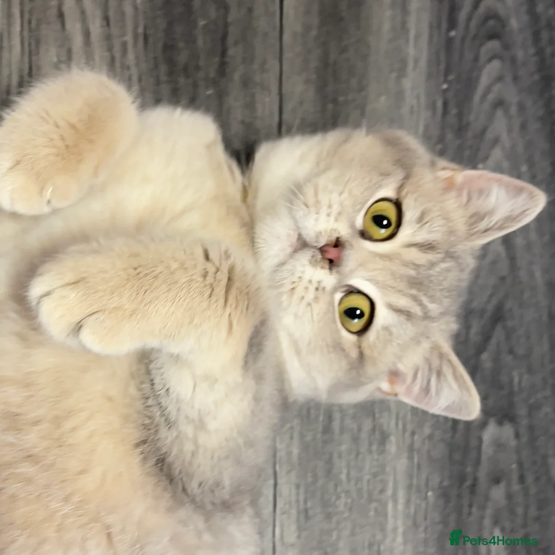 British Shorthair cats for sale: Only one TICA & GCCF British Shorthair Kitten  - Advert 17