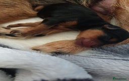 Cavapoo dogs for stud: Extensively Health Tested Deep Red Tiny Toy Poodle in Mansfield - Image 14