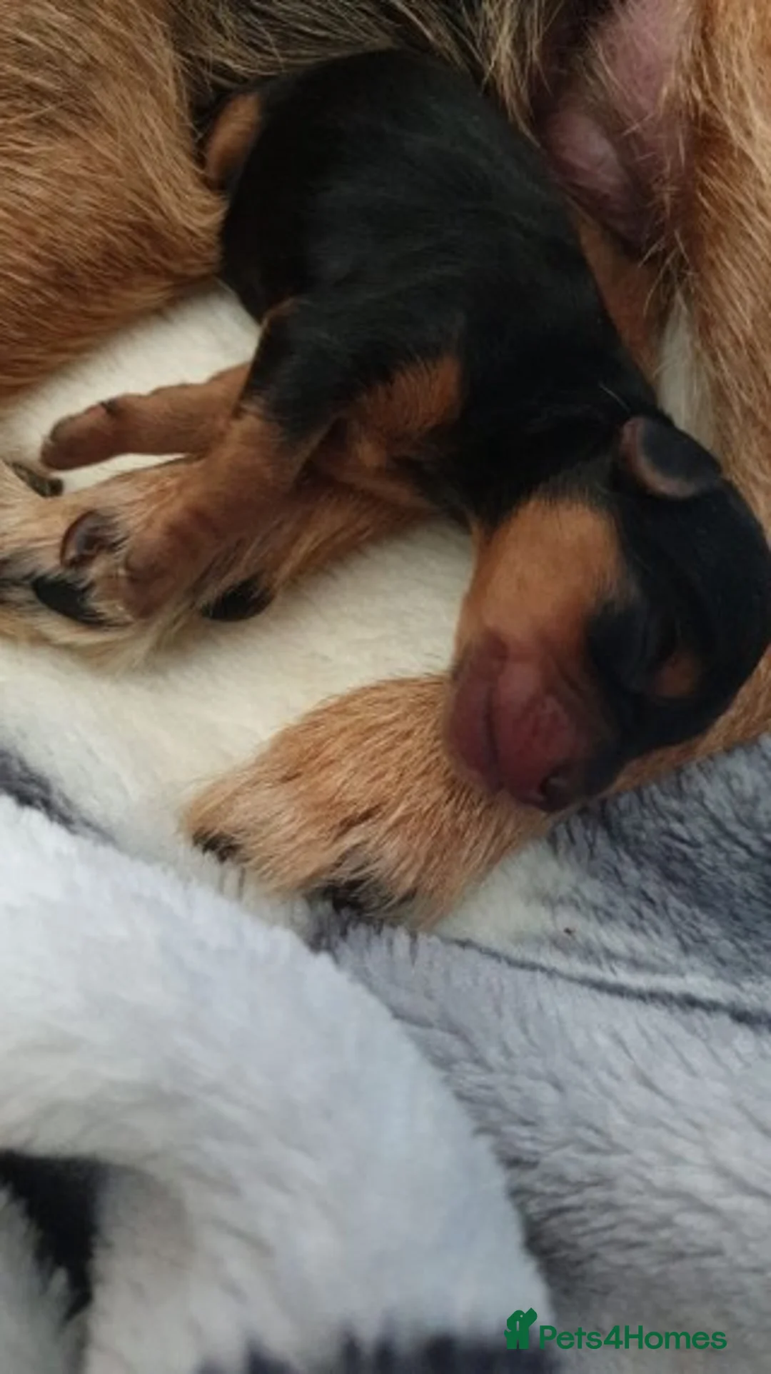 Cavapoo dogs for stud: Extensively Health Tested Deep Red Tiny Toy Poodle in Mansfield - Advert 14