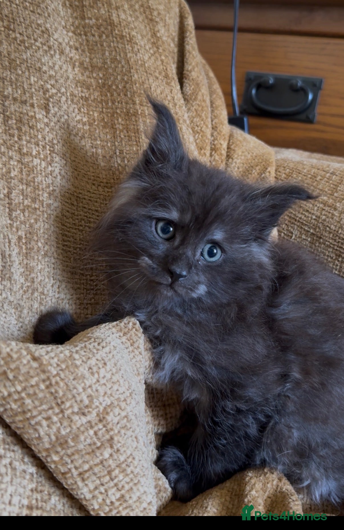 Maine Coon cats Male Stunning xl Maine coon kittens - Advert 1