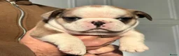 French Bulldog dogs for sale: Adorable Frenchies Looking For New Homes - Advert 5