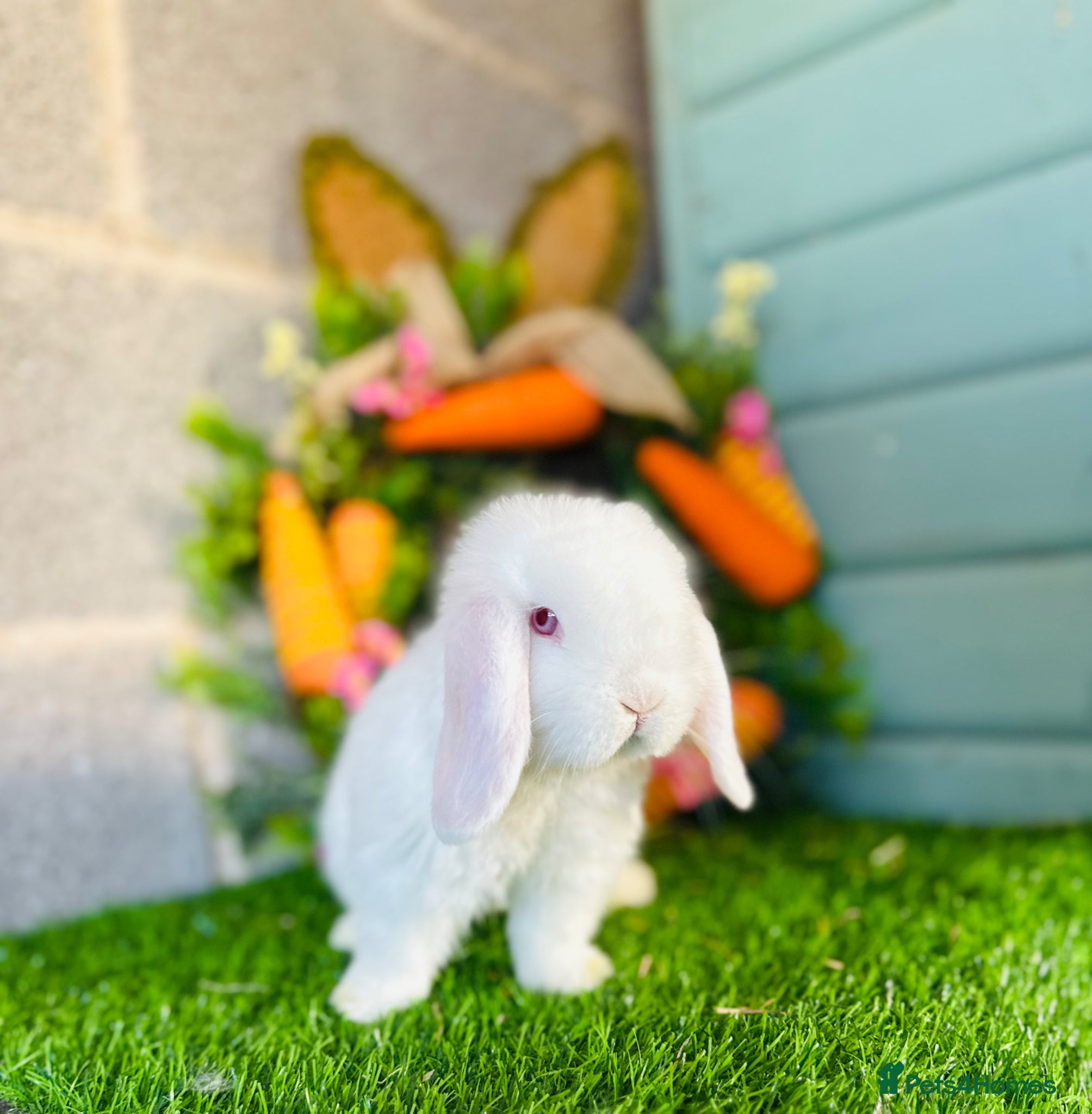Mini Lop rabbits Mini Lops Available to reserve🐰 last boy  - Advert 15