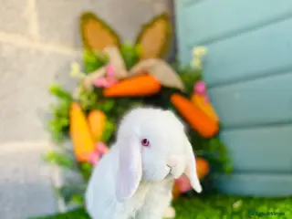 Mini Lop rabbits Mini Lops Available to reserve🐰 last boy - Advert 15