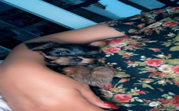 Yorkshire Terrier dogs for sale: Mini toy yorkshire terrier  in Basildon - Image 1
