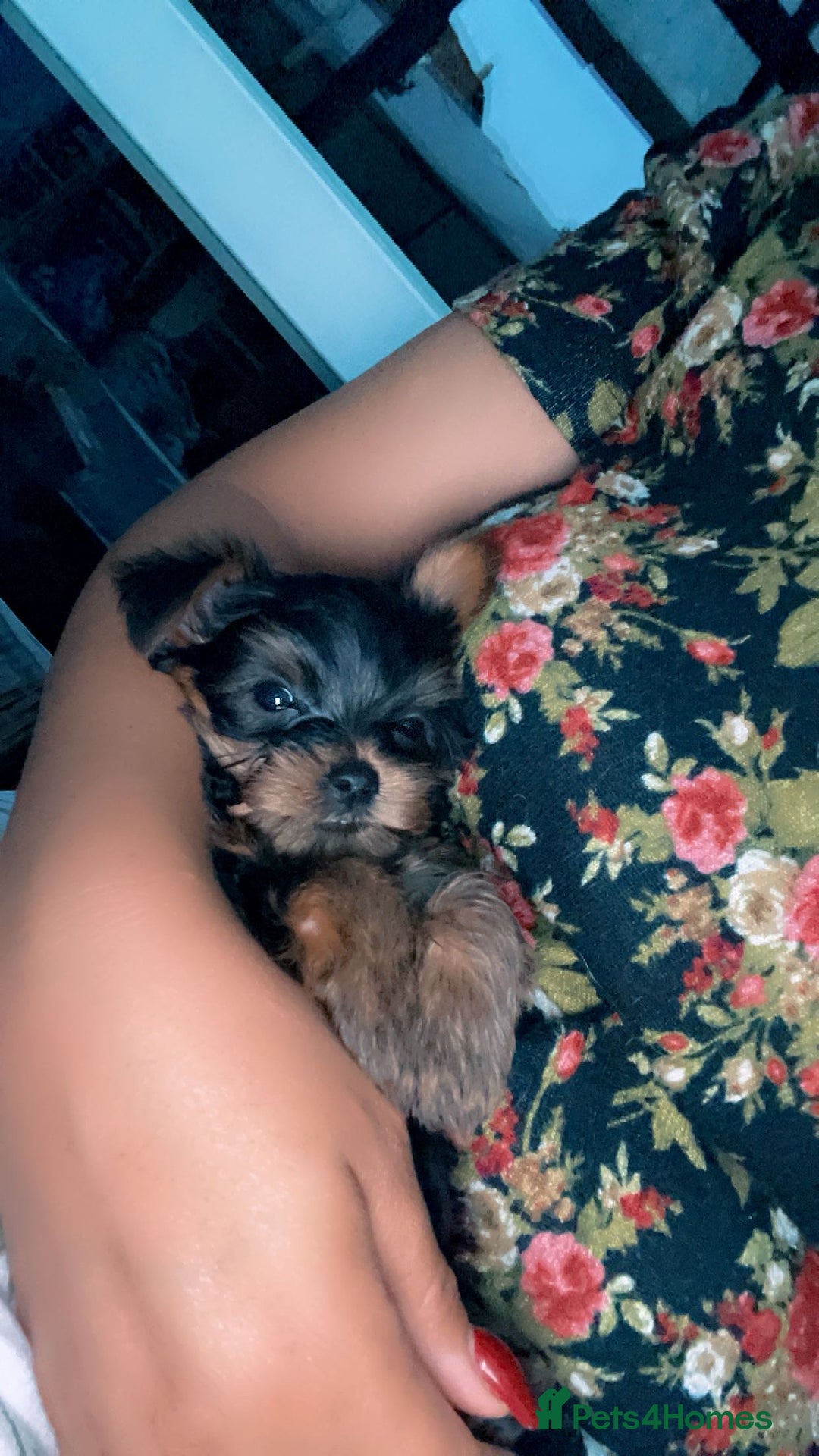 Yorkshire Terrier dogs for sale: Mini toy yorkshire terrier  in Basildon - Image 1