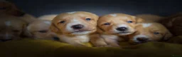 Cockerdor dogs for sale: Beautiful Dark Red Cockerdors DNAClear in Sleaford - Advert 3