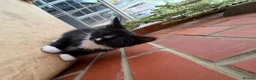 Korat cats for sale: Kittens for Sale – Price Negotiable 🐾 - Advert 35