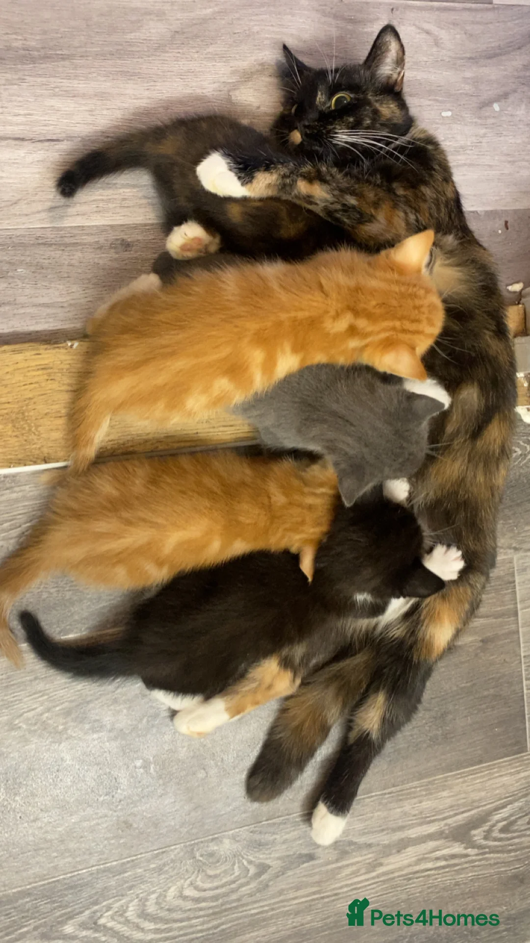 British Shorthair cats for sale: 🩵🩷Beautiful British shorthair kittens 🩷🩵 - Advert 1