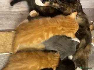 British Shorthair cats 🩵🩷Beautiful British shorthair kittens 🩷🩵 - Advert 12