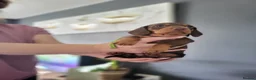 Miniature Dachshund dogs for sale: ​🐾 Beautiful Miniature Dachshund Puppies 🐾 - Advert 3