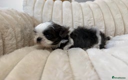 Shih Tzu dogs for sale: Exquisite Imperial Shih Tzu Puppies  - Image 15