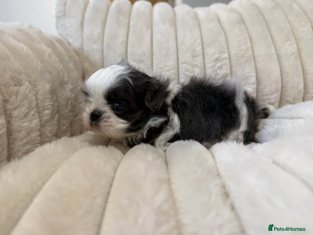 Shih Tzu dogs for sale: Exquisite Imperial Shih Tzu Puppies  - Image 15