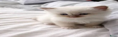 Ragdoll 1