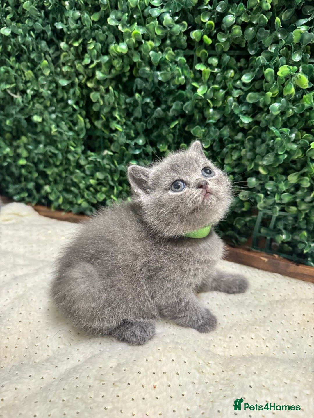 British Shorthair cats for sale: 💕British Shorthair Blue Kittens💕 - Advert 5