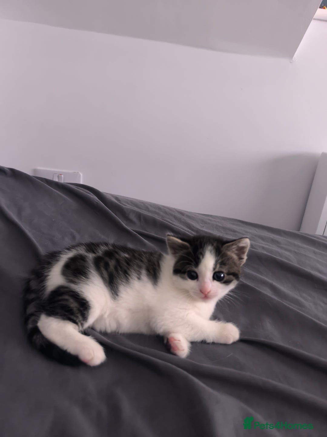 Mixed Breed cats for sale: Beautiful kittens are looking for a new family. - Advert 19