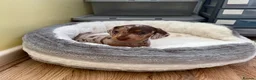 Dachshund dogs for sale: Reg miniature smooth daschunds  - Advert 26