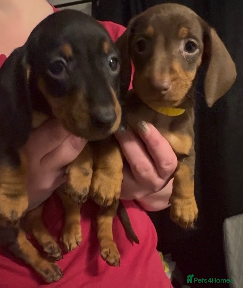 Dachshund dogs Stunning standard dachshund puppies  - Advert 11
