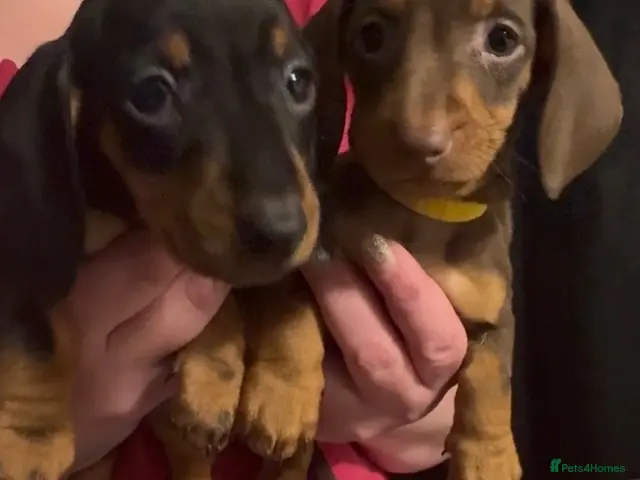 Dachshund dogs Stunning standard dachshund puppies - Advert 5