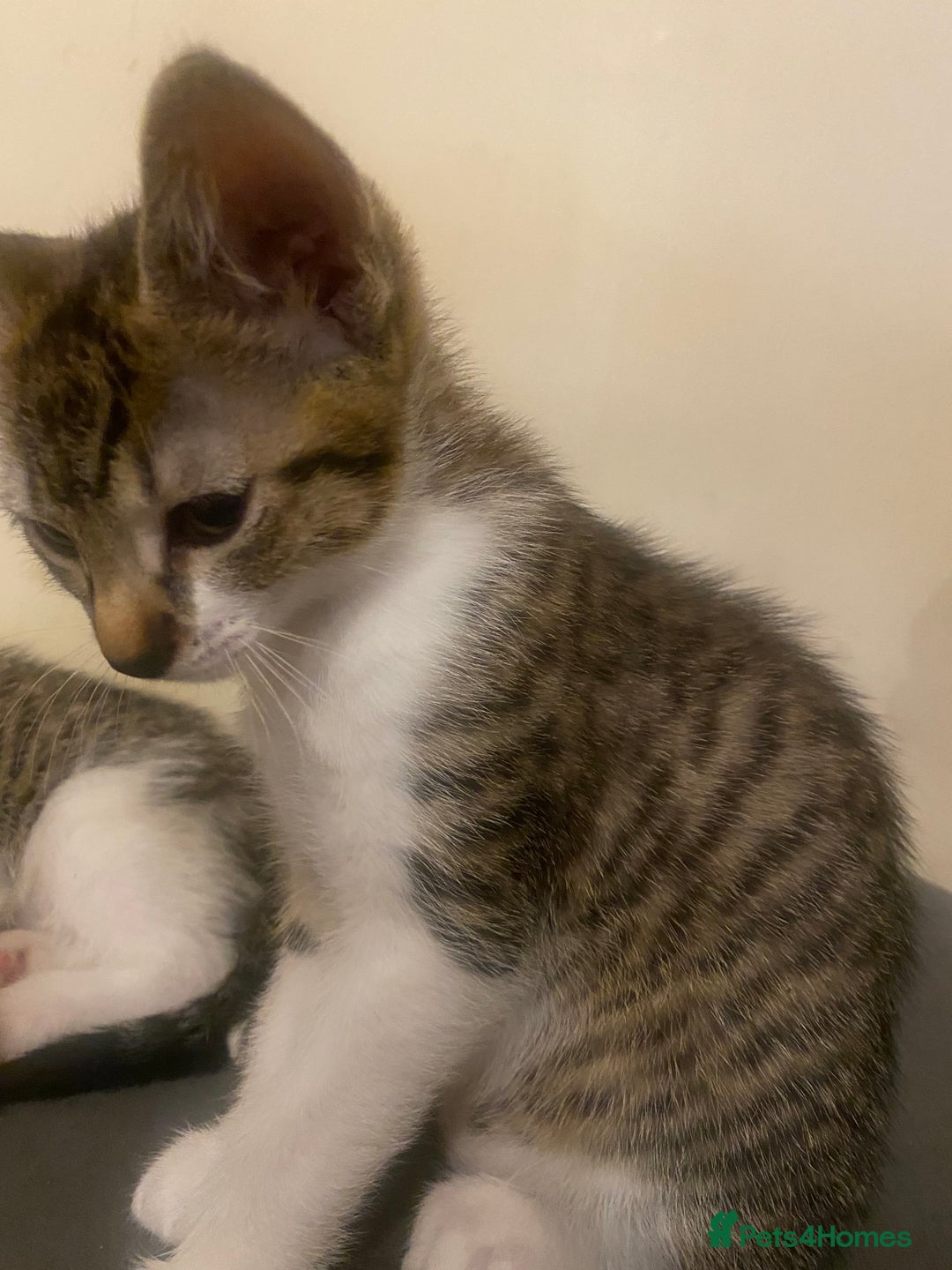 Mixed Breed cats for sale: Kittens mixed breed 2 ❤️ - Advert 5