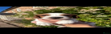 Welsh Springer Spaniel 3