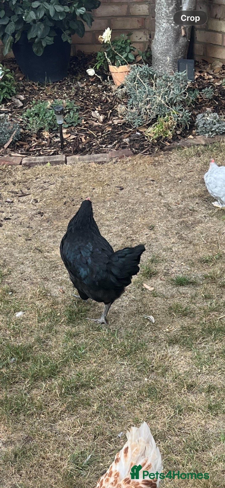 Chickens poultry 2 x hens for sale POL and 2 lavender Perkins  - Advert 6