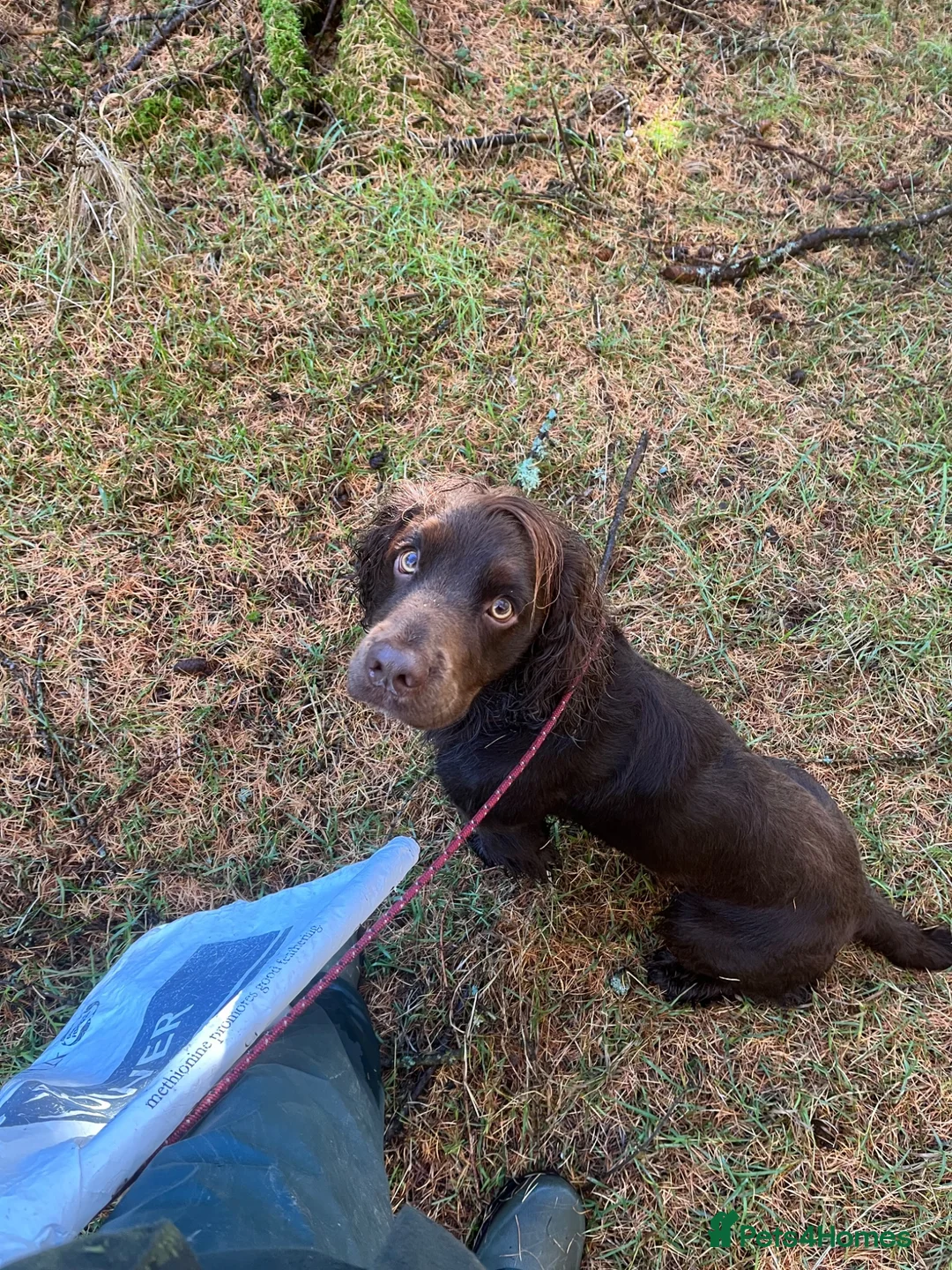 Cocker Spaniel dogs for stud: Cocker spaniel for Stud  in Dundee - Advert 7