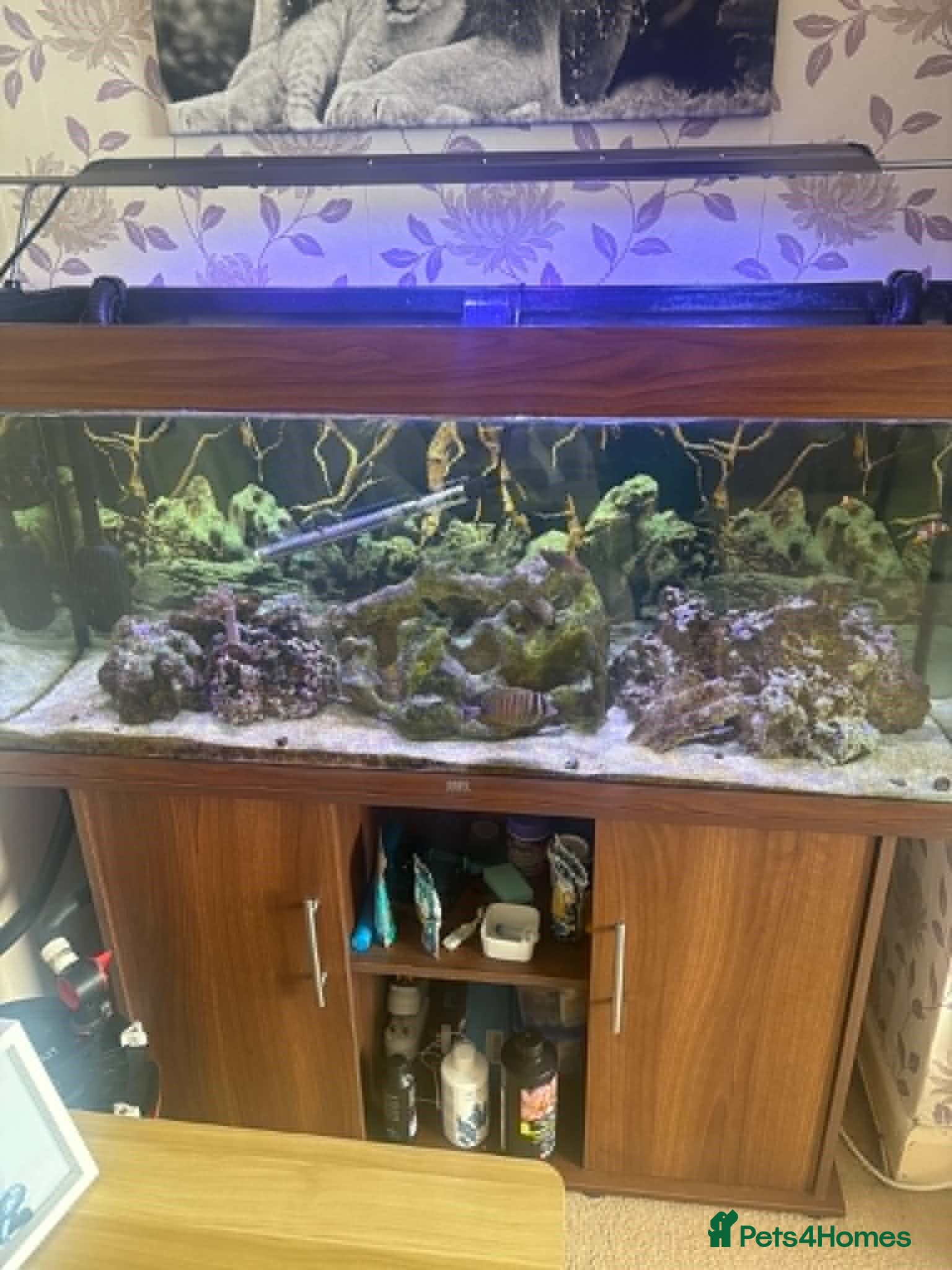 Other/Mixed Breed fish marine tank - Advert 1