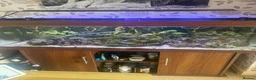 Other/Mixed Breed fish for sale: marine tank - Advert 1