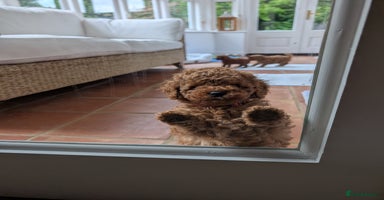 Toy Poodle dogs - Advert 6