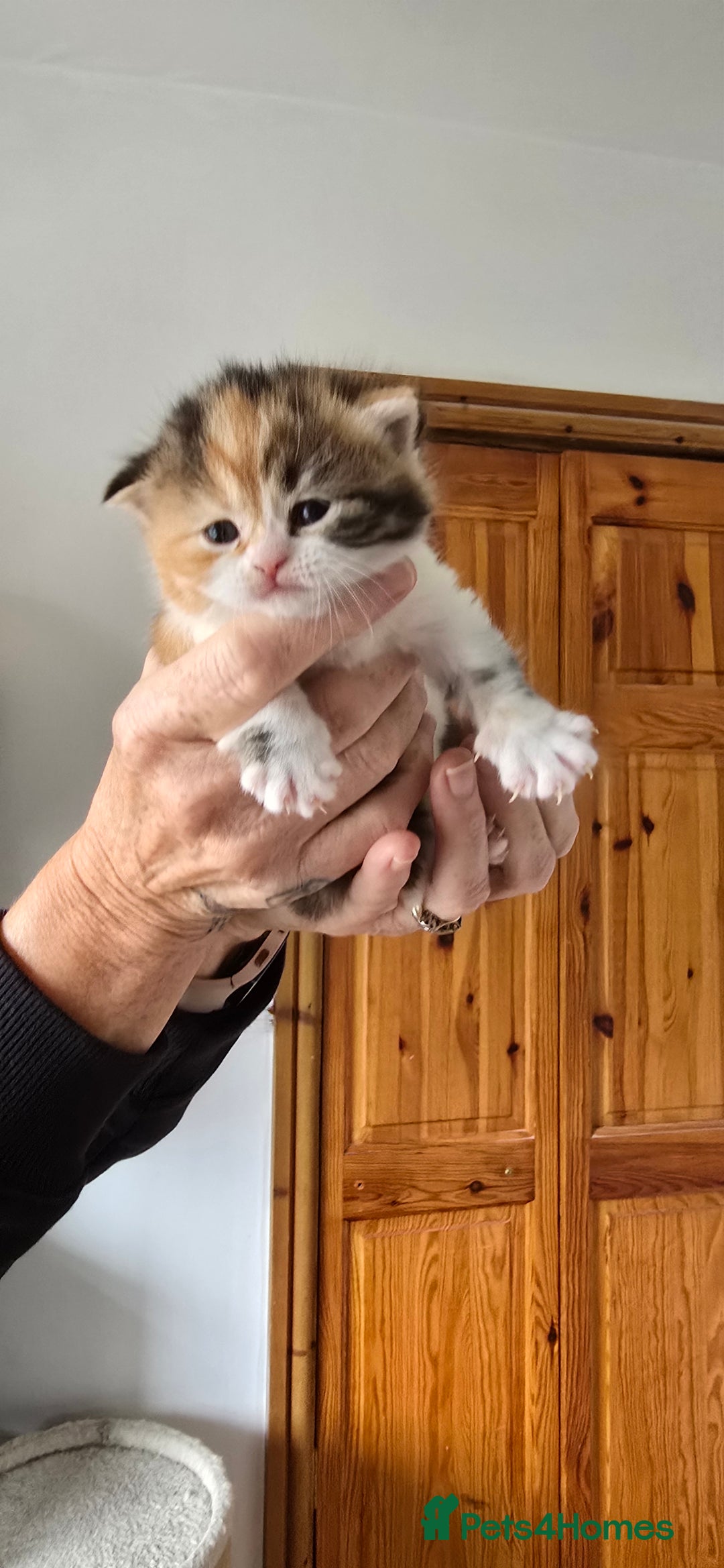 British Longhair cats for sale: 💙🩷 stunning British longhair 💙🩷 - Image 4