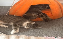 Domestic Shorthair cats for sale: Kitties need a loving home together❤️ - Image 3