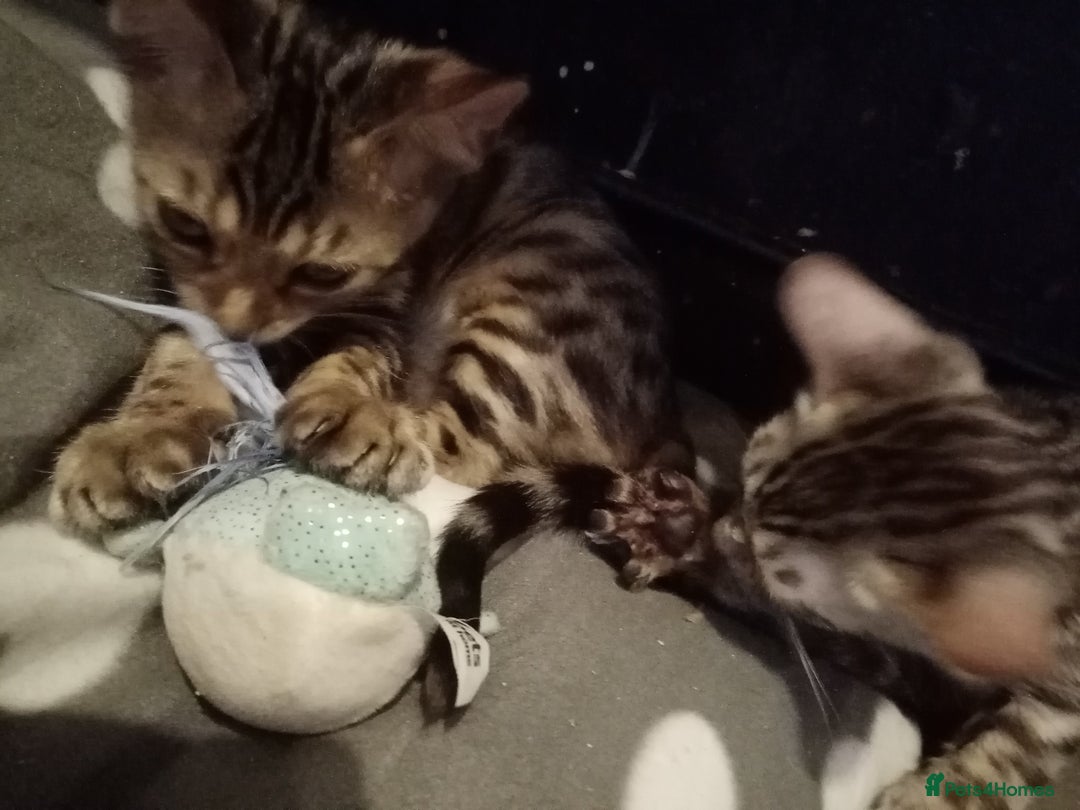 Mixed Breed cats for sale: Cute and Playful Kittens - Advert 36