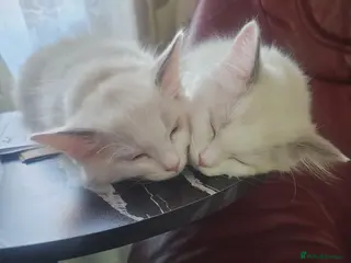 Ragdoll cats Kitten Ragdoll bicolor- 2 girls - Advert 5
