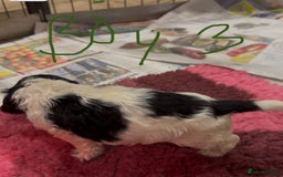 Cocker Spaniel dogs for sale: KC show cocker puppies black white boys - Image 31